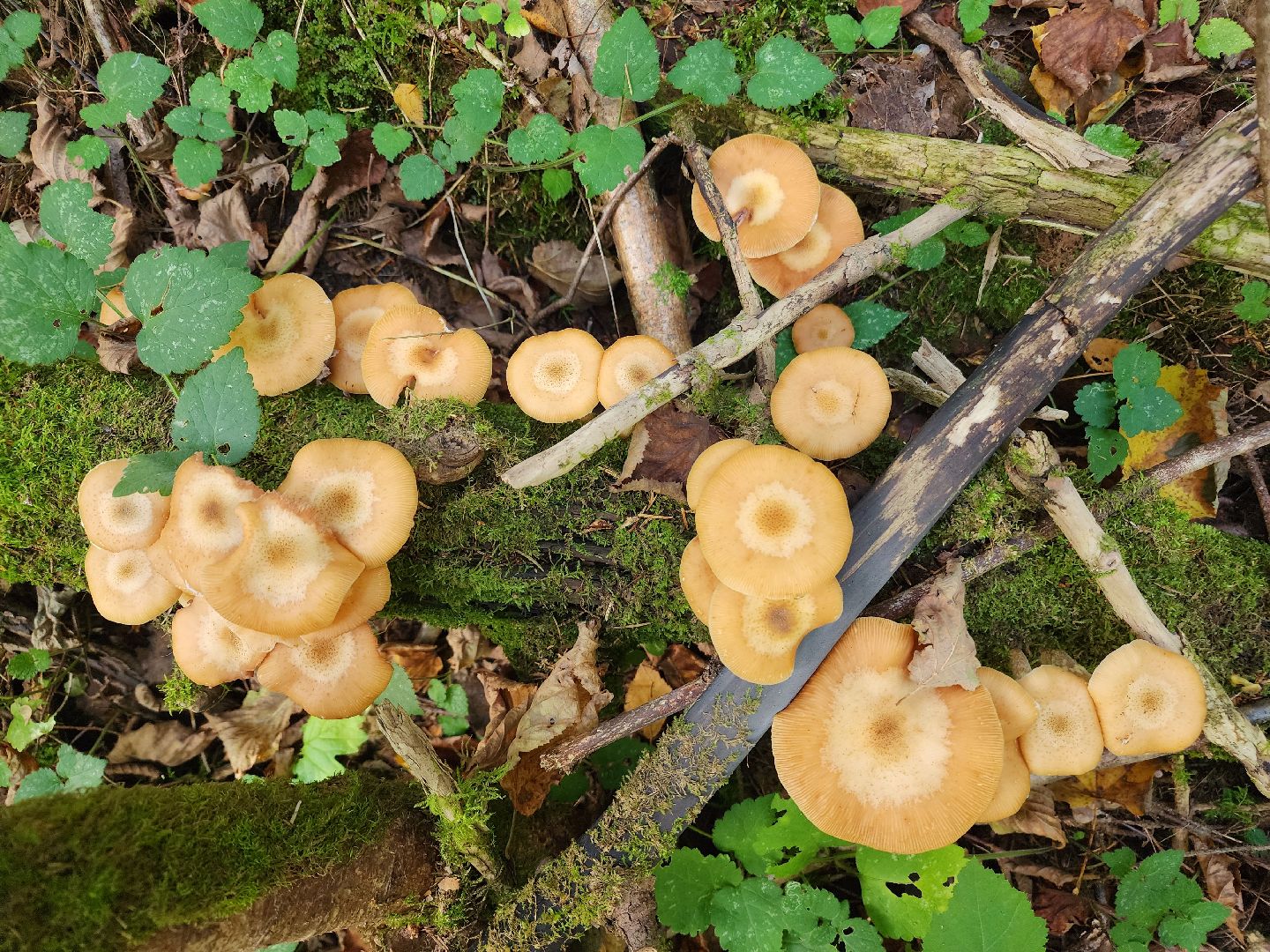 Нахабино, Грибы, Опята, Желябино,