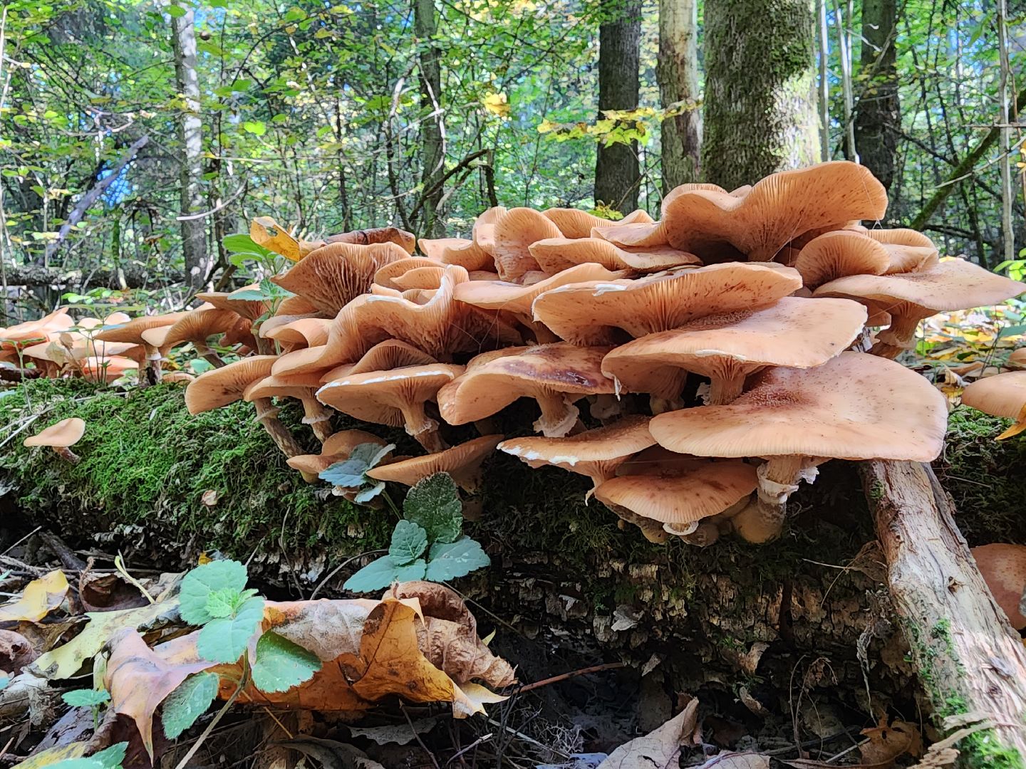 Нахабино, Грибы, Опята, Желябино,