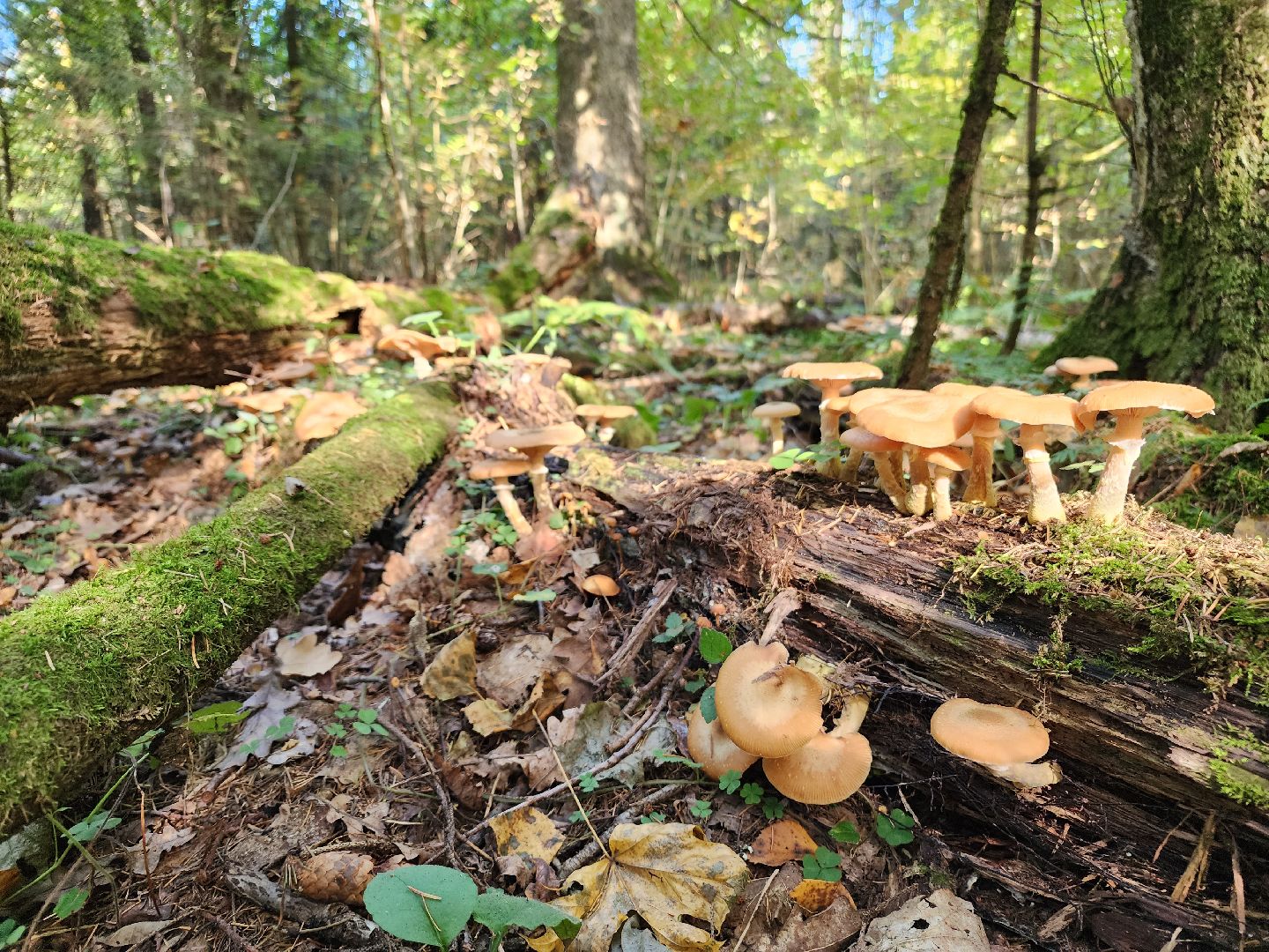 Нахабино, Грибы, Опята, Желябино,