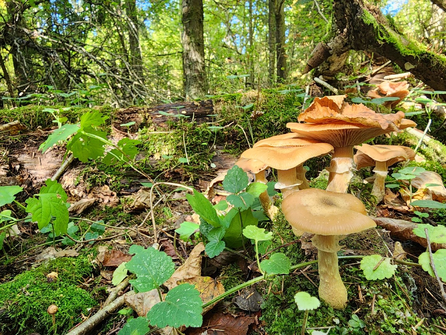 Нахабино, Грибы, Опята, Желябино,