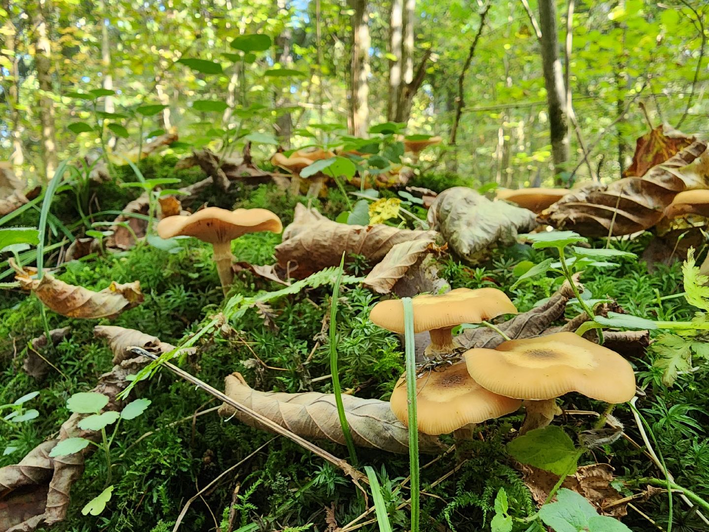 Нахабино, Грибы, Опята, Желябино,