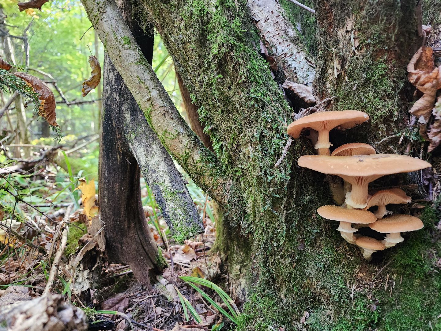 Нахабино, Грибы, Опята, Желябино,