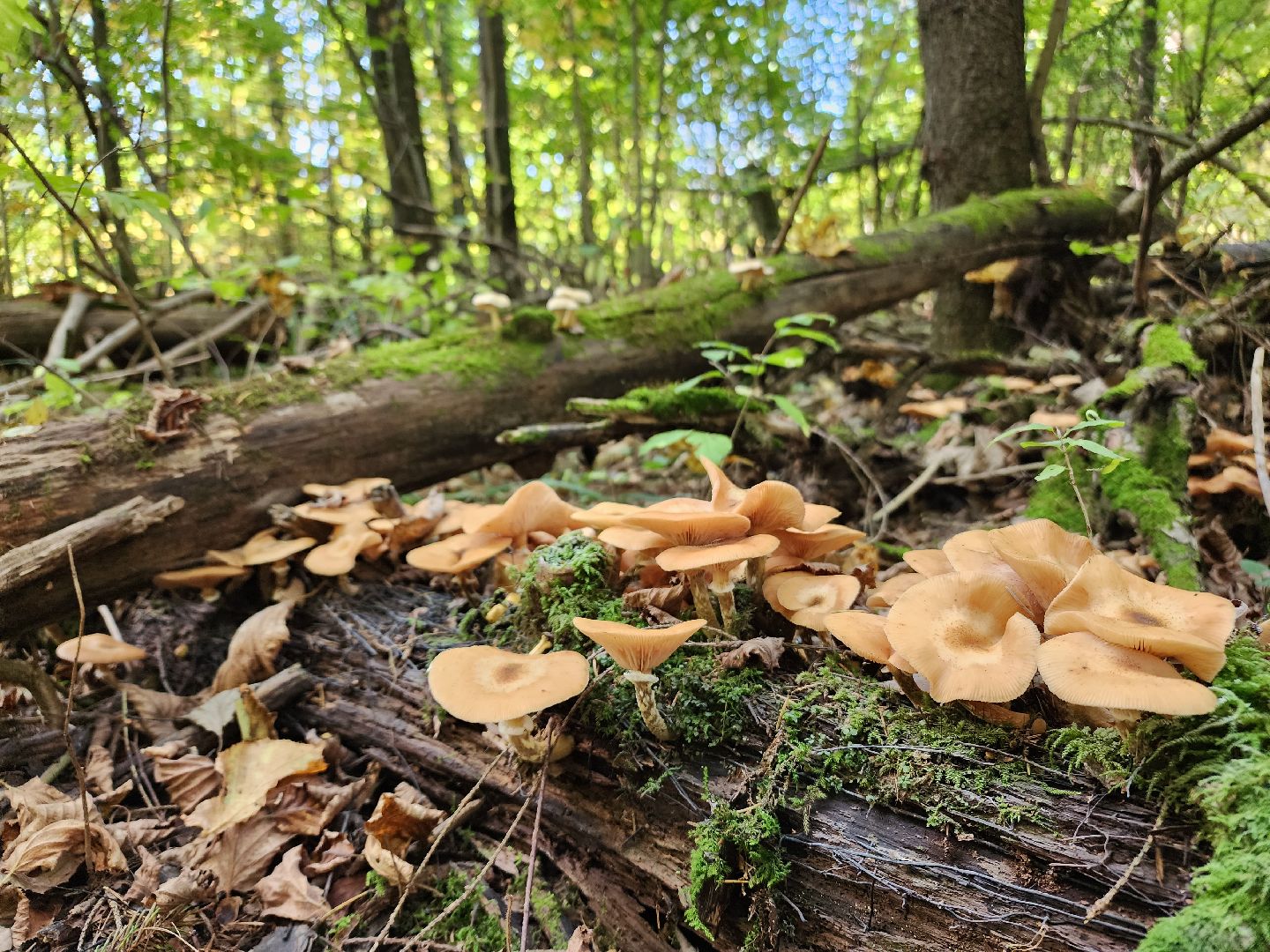 Нахабино, Грибы, Опята, Желябино,