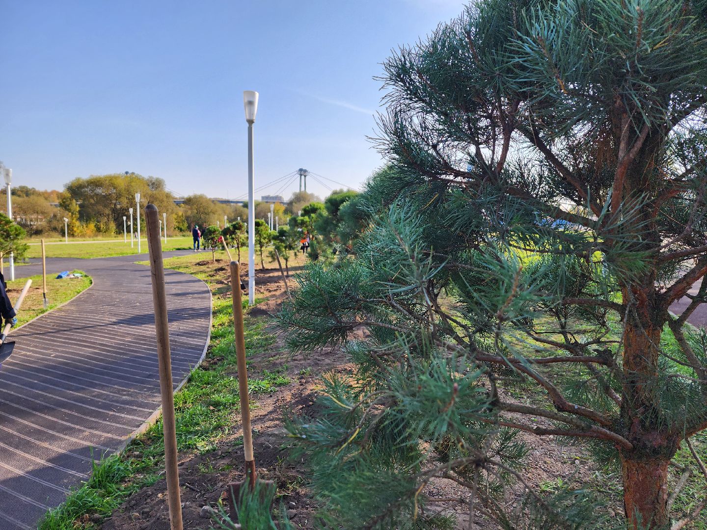 воскресенск, наш лес, сосны, благоуйстройство, жители,