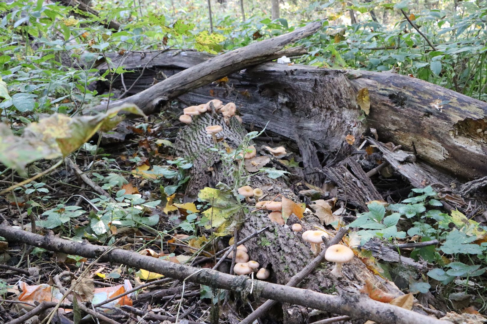 грибы, Подмосковные леса, Серебряные Пруды, экология, тихая охота,