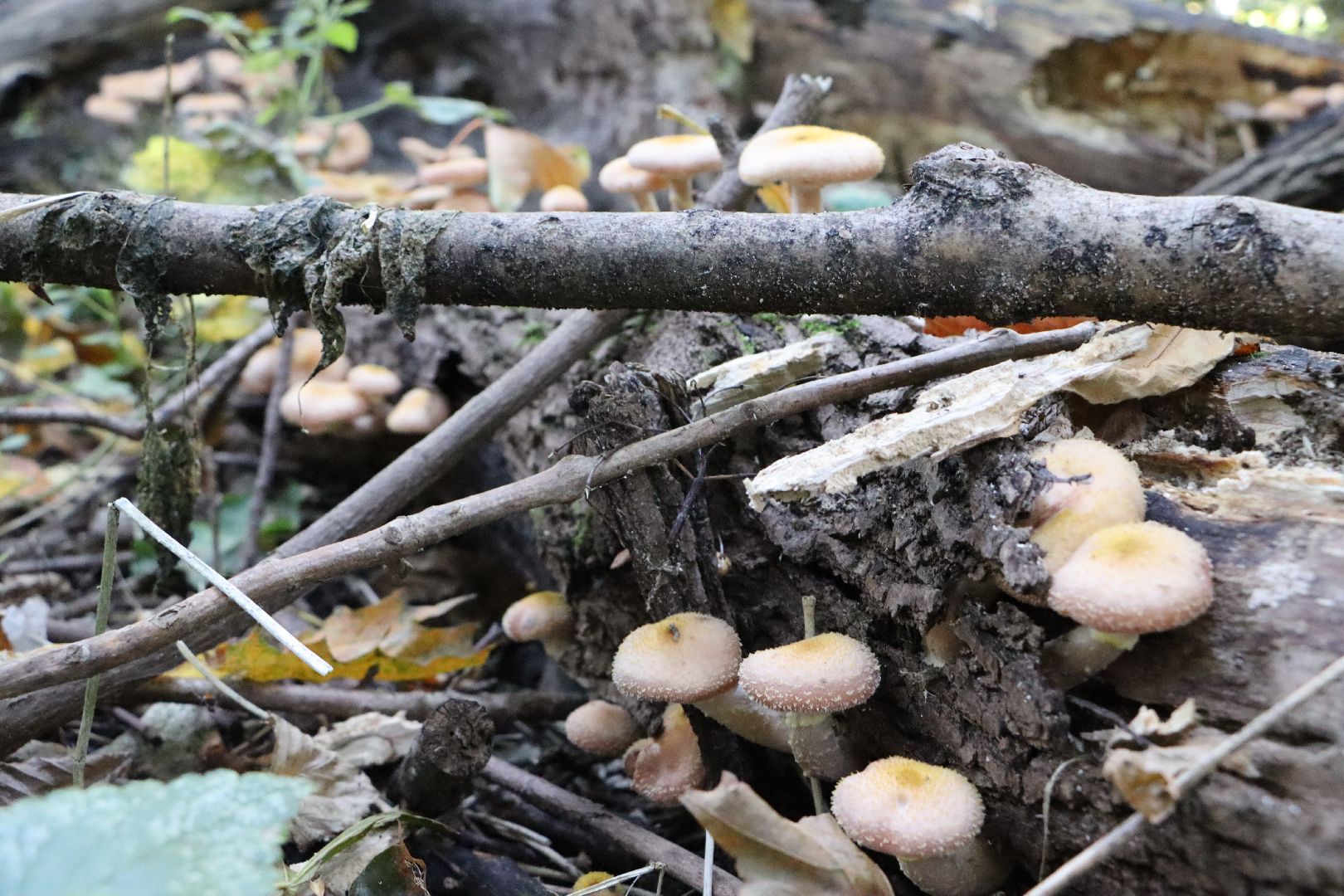 грибы, Подмосковные леса, Серебряные Пруды, экология, тихая охота,