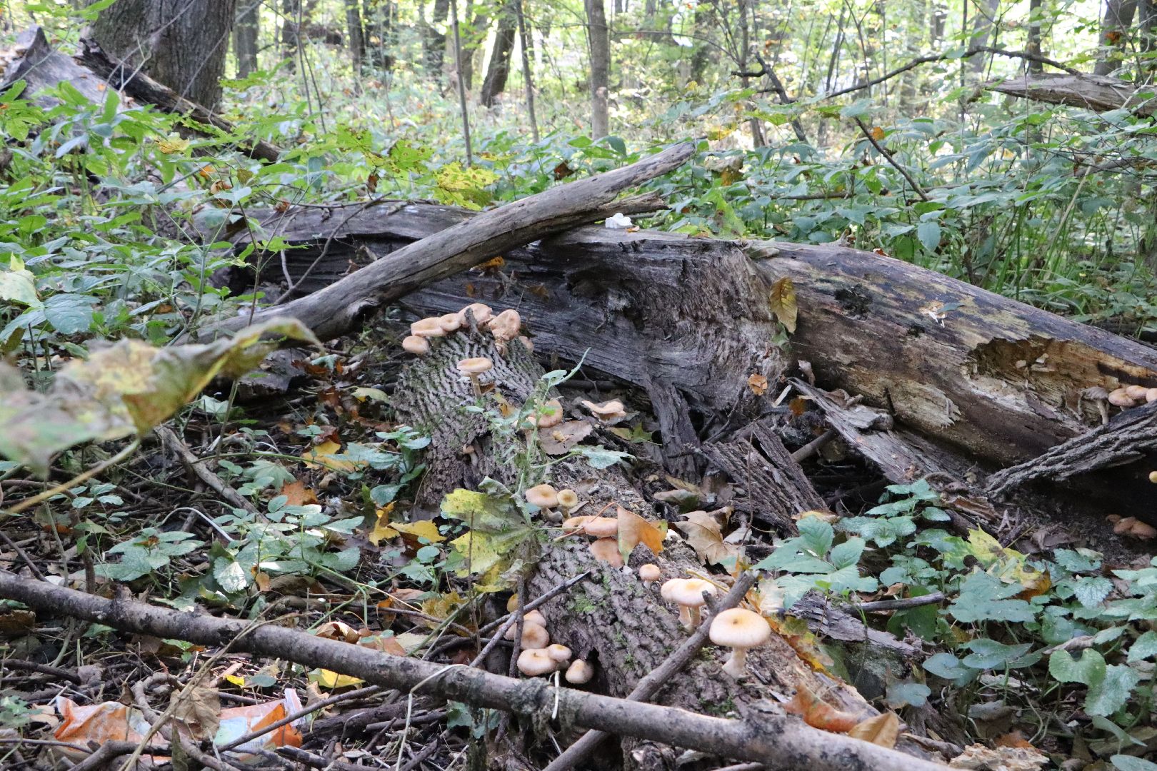 грибы, Подмосковные леса, Серебряные Пруды, экология, тихая охота,
