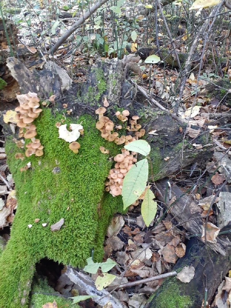 грибы, Подмосковные леса, Серебряные Пруды, экология, тихая охота,
