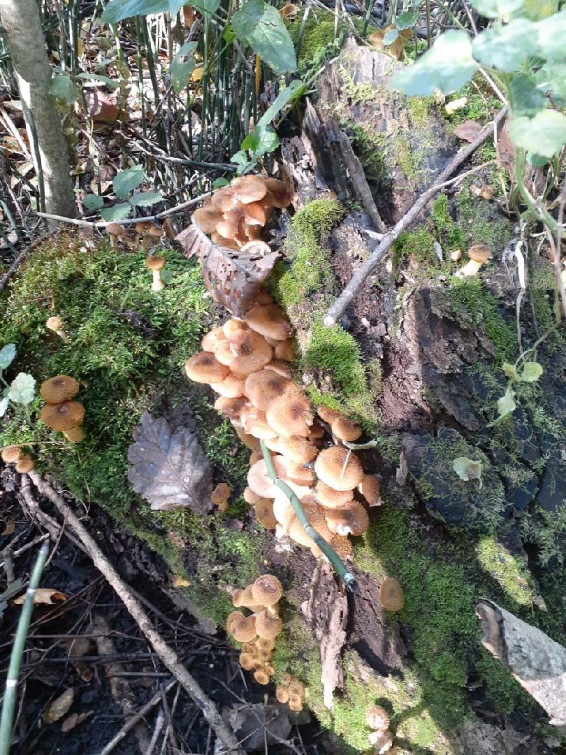 грибы, Подмосковные леса, Серебряные Пруды, экология, тихая охота,