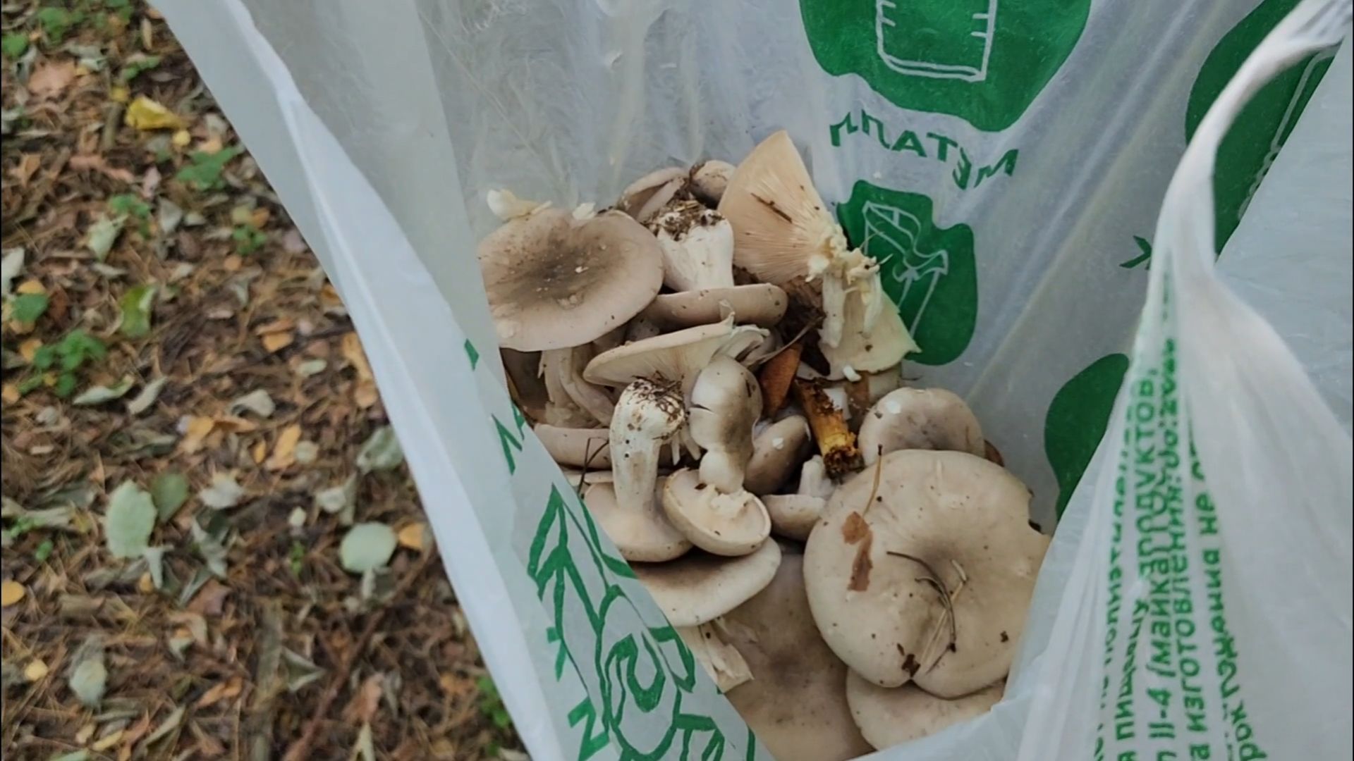 подольск, грибы,