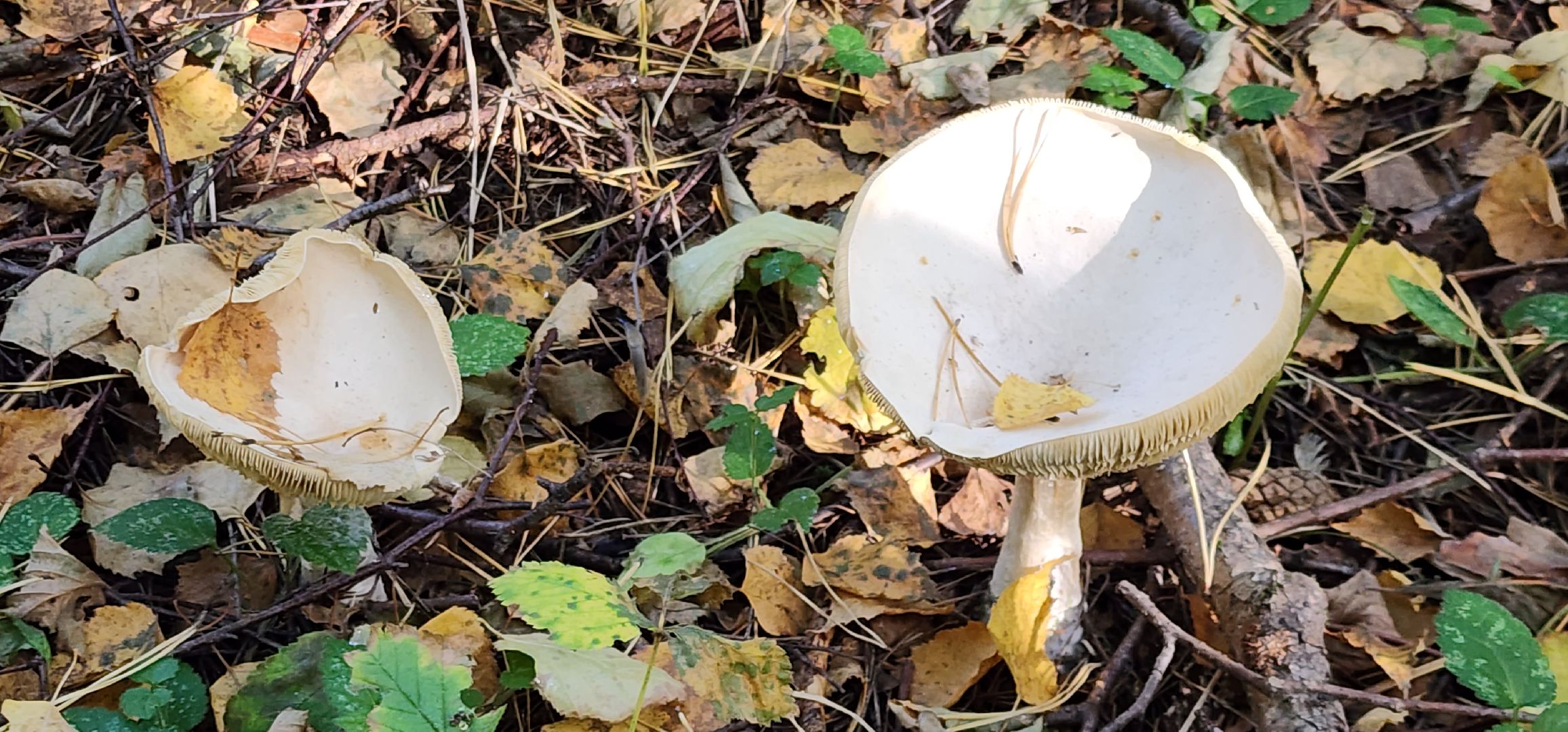 подольск, грибы,