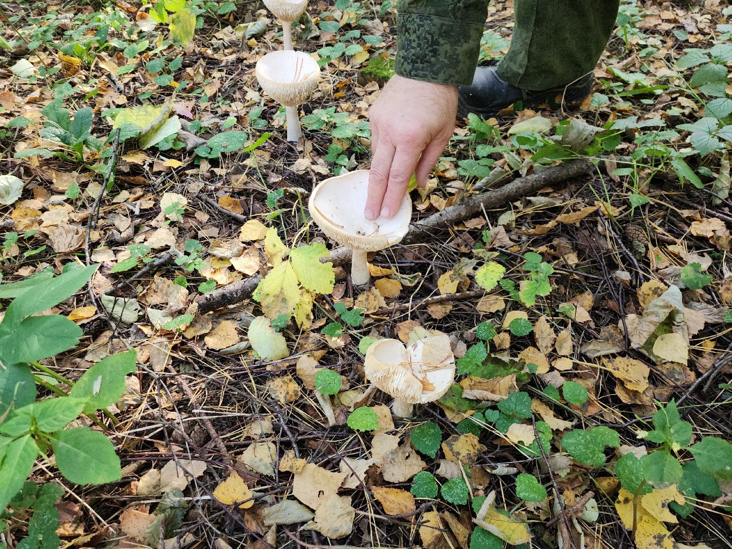 подольск, грибы,