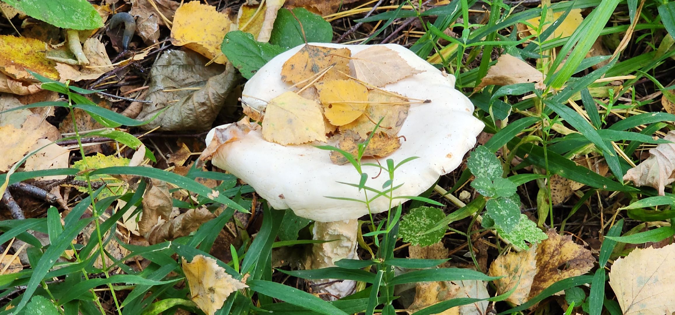 подольск, грибы,