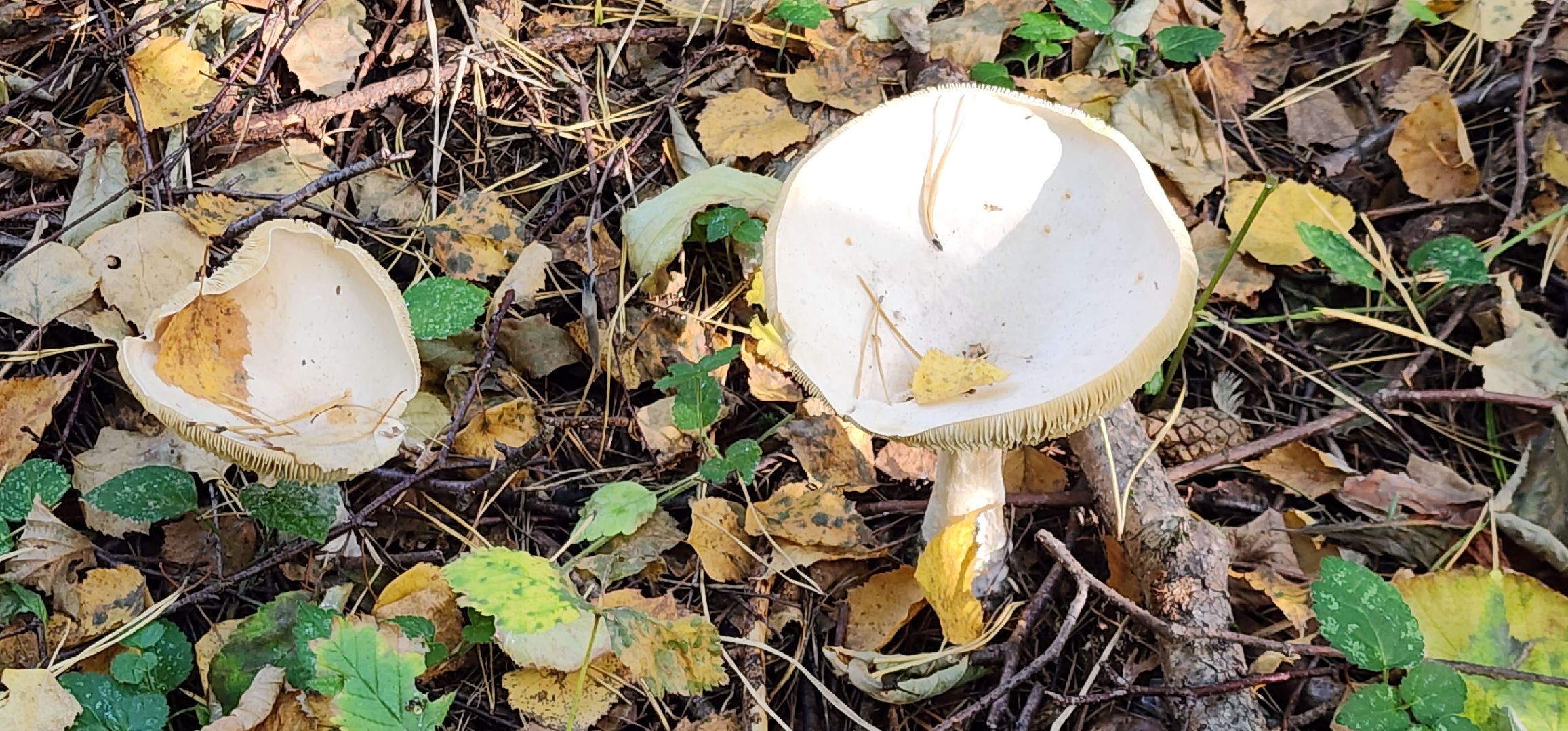 подольск, грибы,