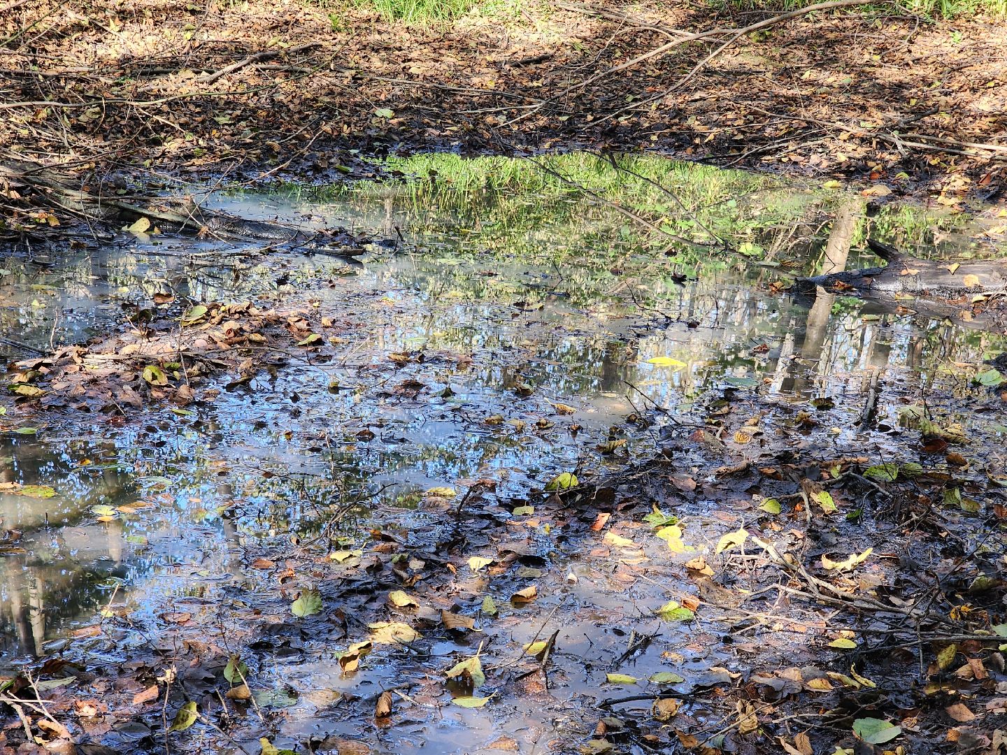 подмосковье, спасатель, грибники, лес, безопасность, московская область,