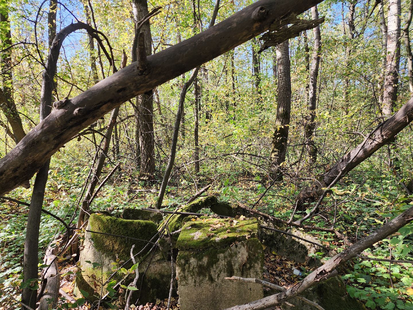 подмосковье, спасатель, грибники, лес, безопасность, московская область,