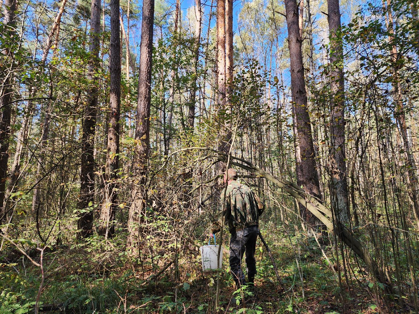 подмосковье, спасатель, грибники, лес, безопасность, московская область,