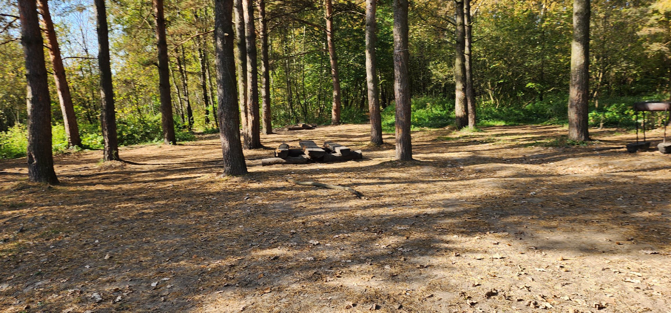 подольск, грибы, лес,