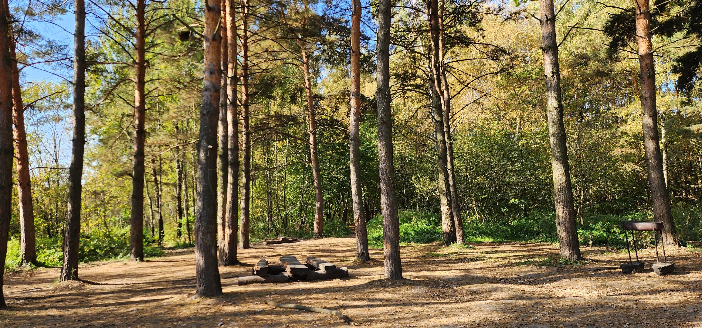 подольск, грибы, лес,