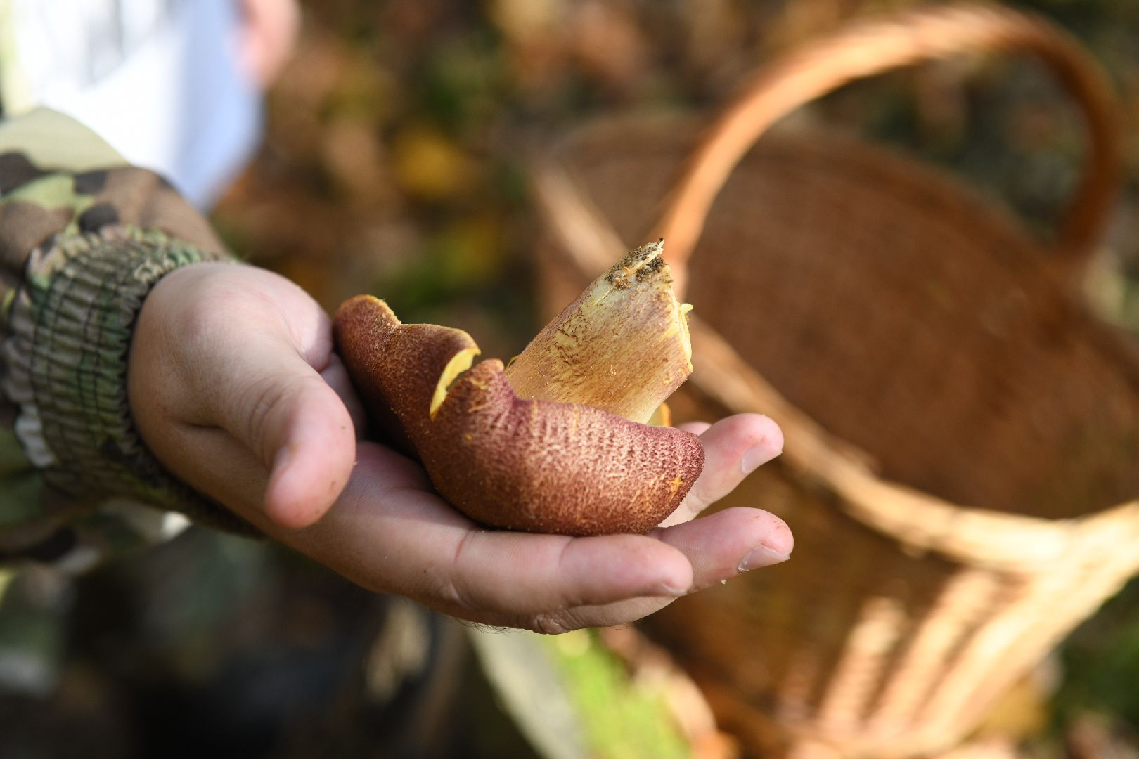 лыткарино, общество, грибы, лес, грибник,