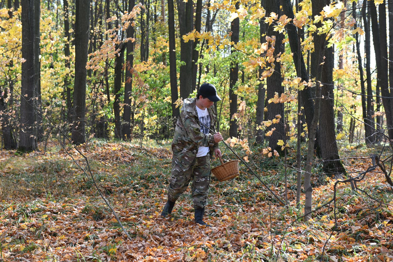 лыткарино, общество, грибы, лес, грибник,