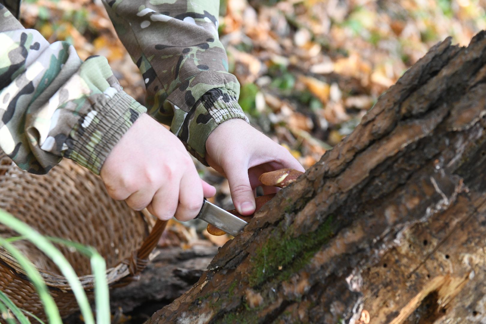 лыткарино, общество, грибы, лес, грибник,