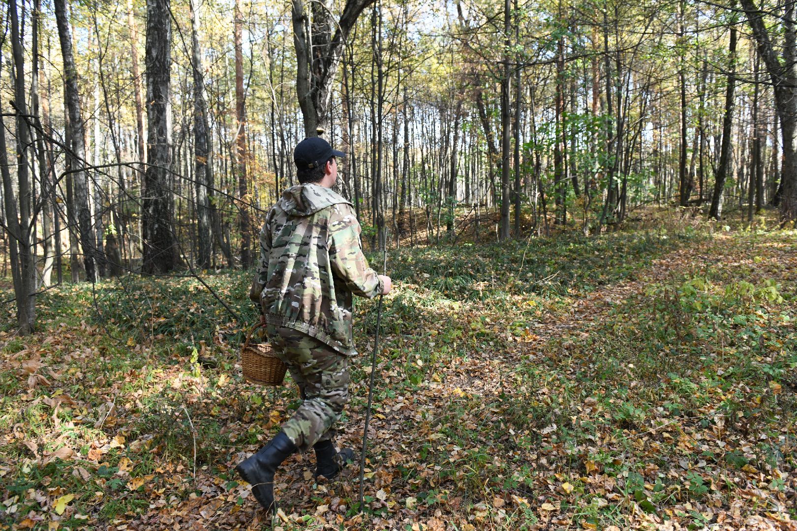 лыткарино, общество, грибы, лес, грибник,