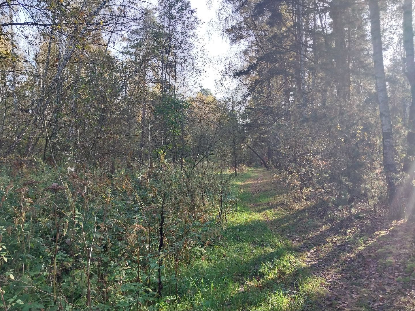 Коломна, сбор грибов, грибной сезон, грибы,