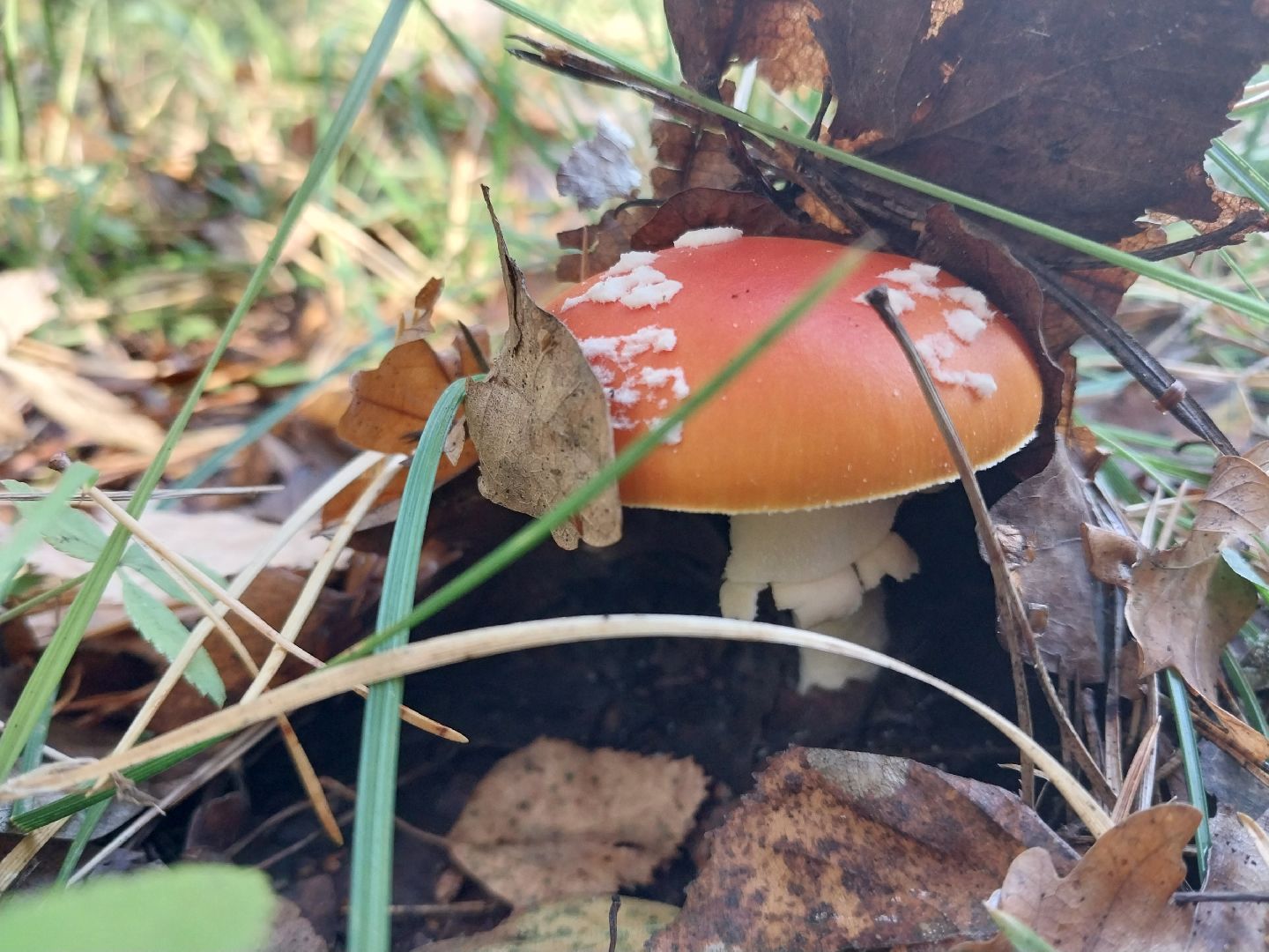 Коломна, сбор грибов, грибной сезон, грибы,