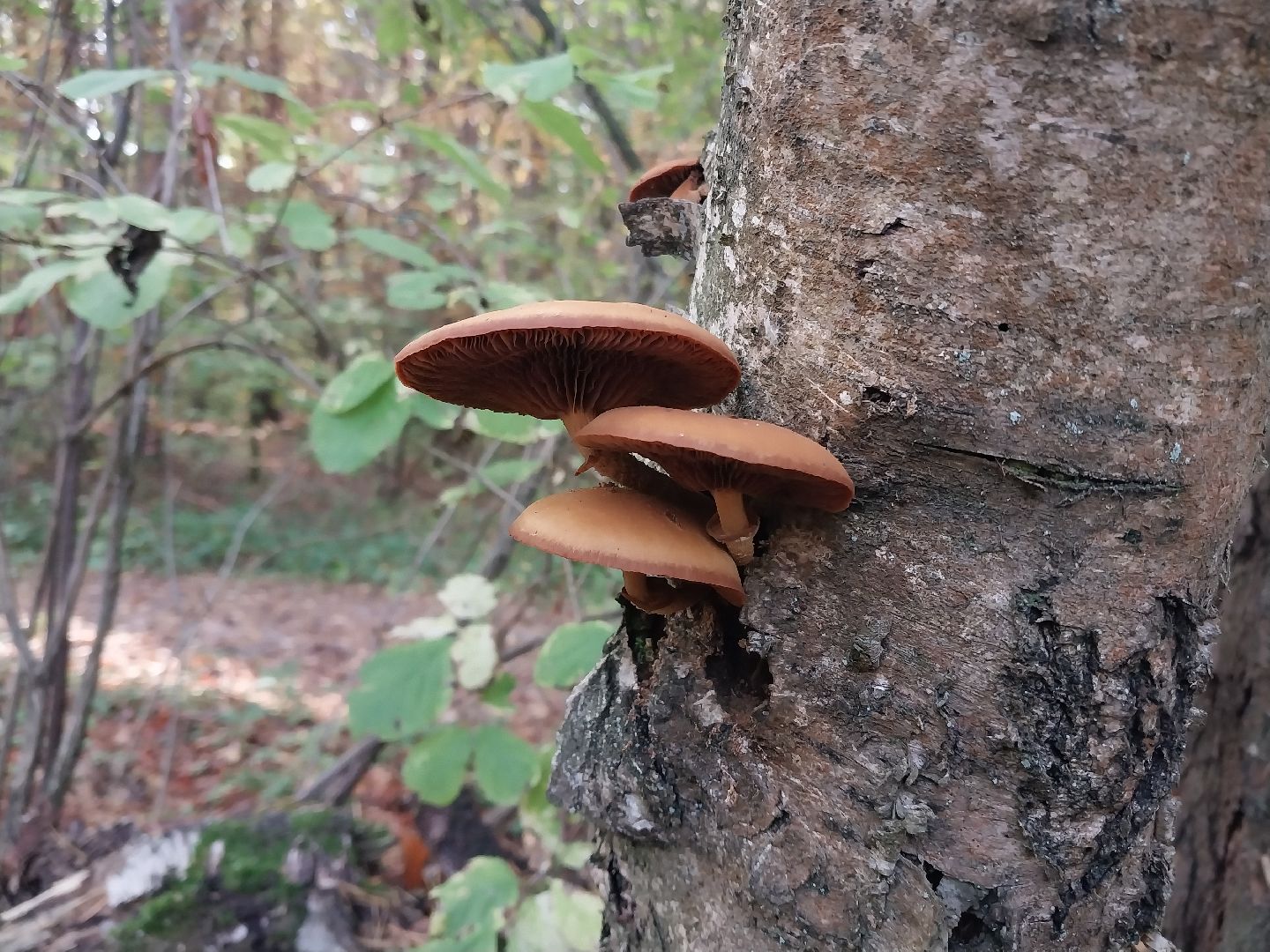 Коломна, сбор грибов, грибной сезон, грибы,