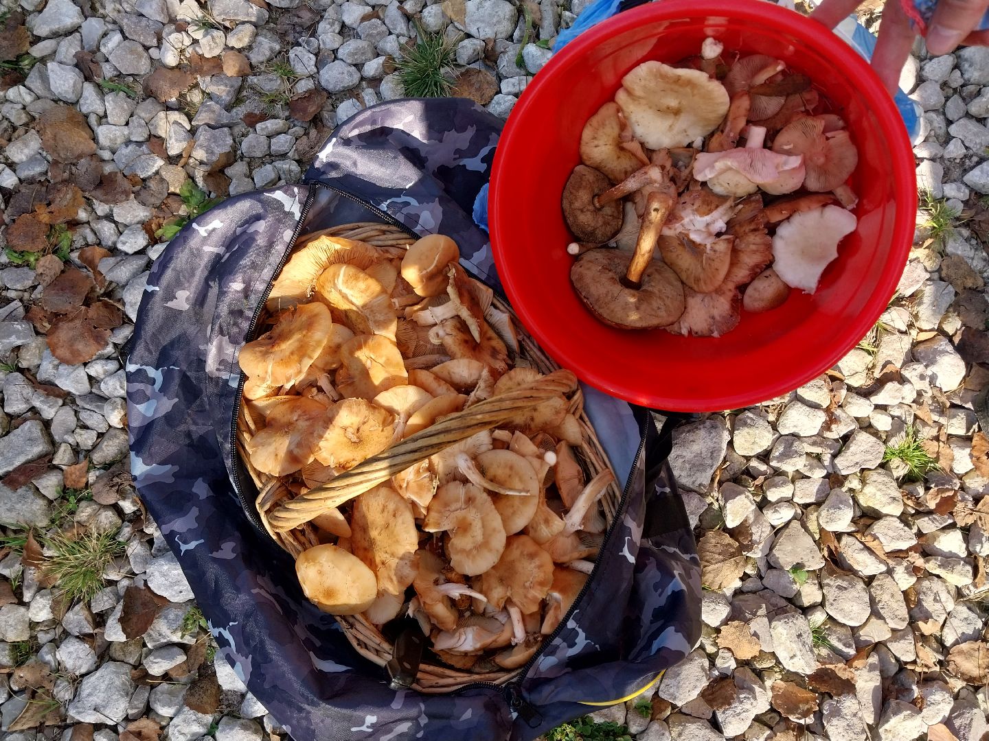 Коломна, сбор грибов, грибной сезон, грибы,