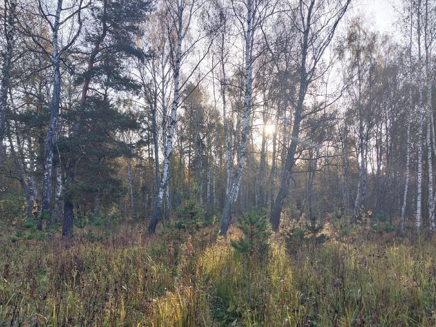 Коломна, сбор грибов, грибной сезон, грибы,