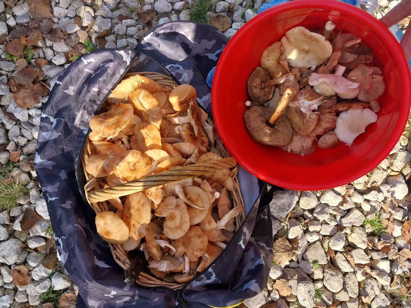 Коломна, сбор грибов, грибной сезон, грибы,