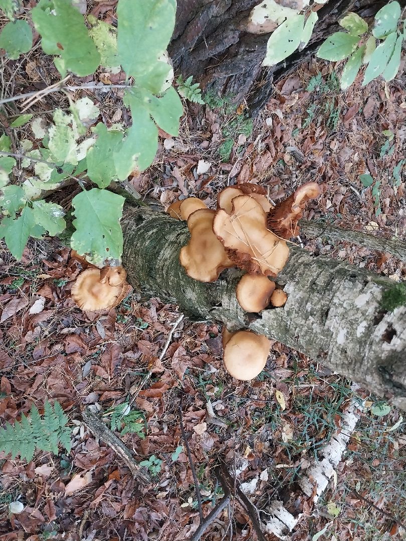 Коломна, сбор грибов, грибной сезон, грибы,