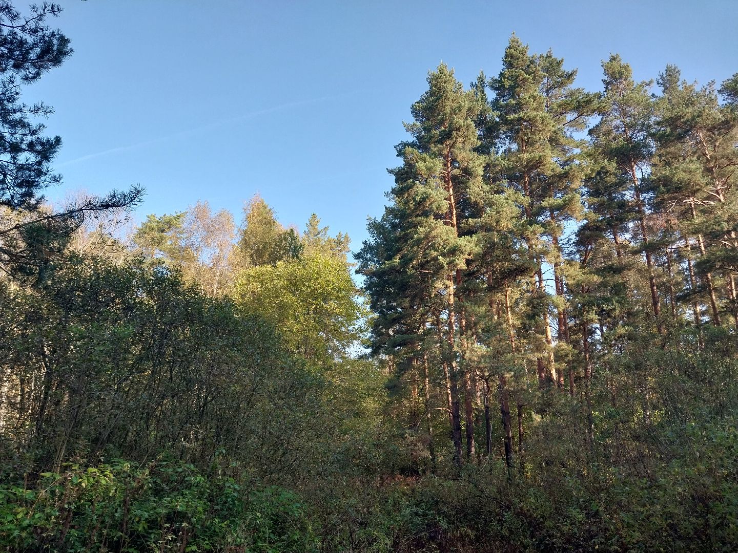 Коломна, сбор грибов, грибной сезон, грибы,