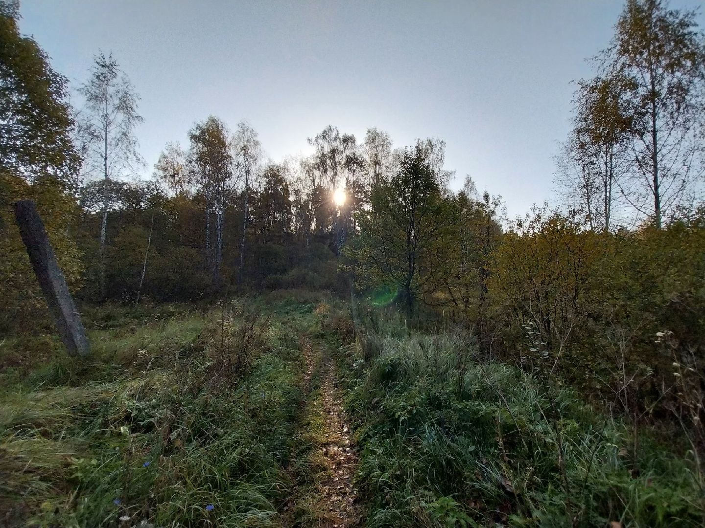 Коломна, сбор грибов, грибной сезон, грибы,