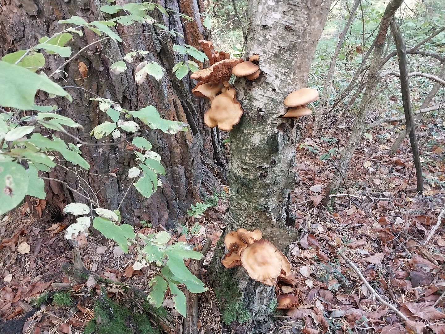 Коломна, сбор грибов, грибной сезон, грибы,