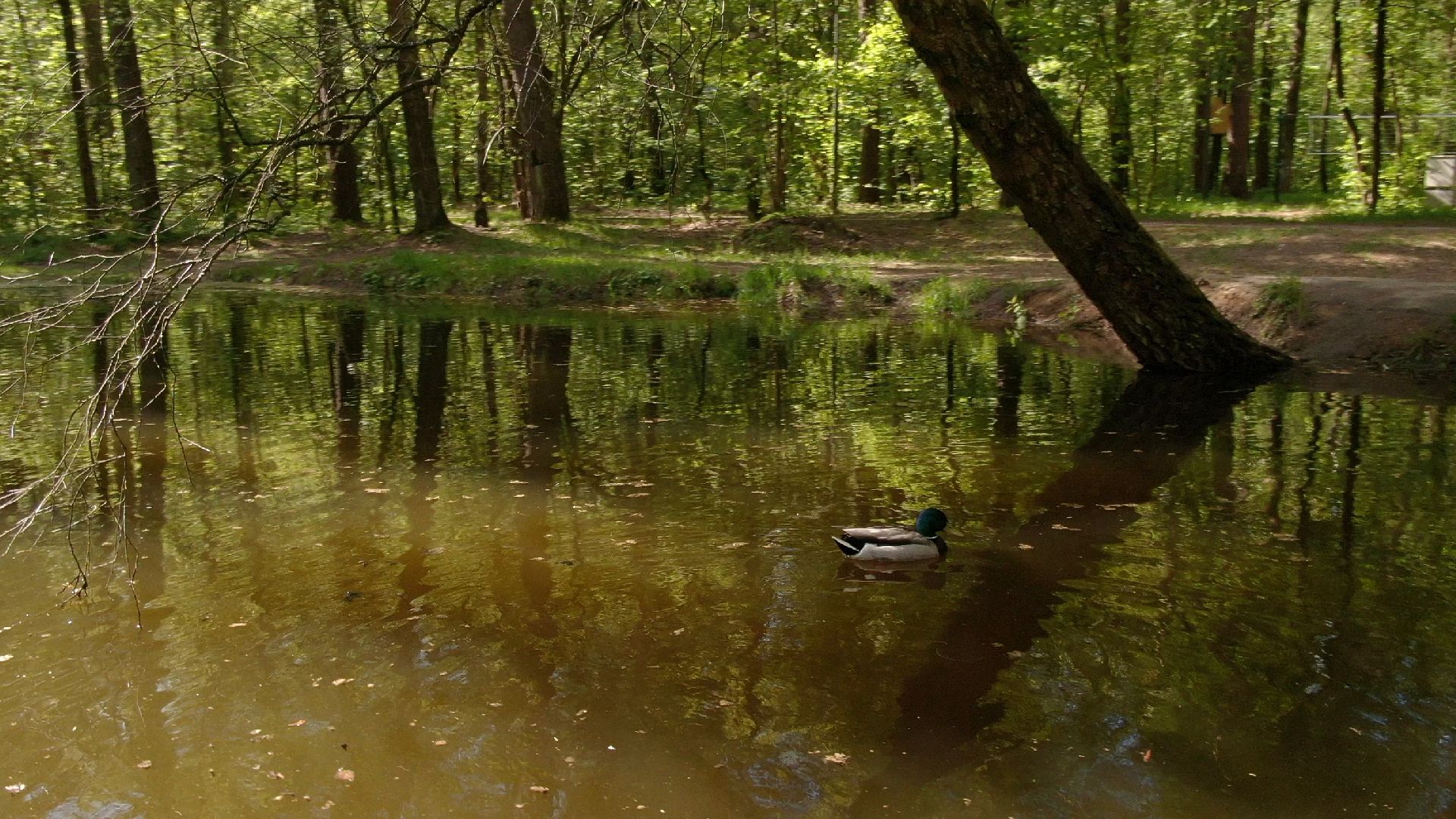 малевич, парк, одинцово,видео с коптера,