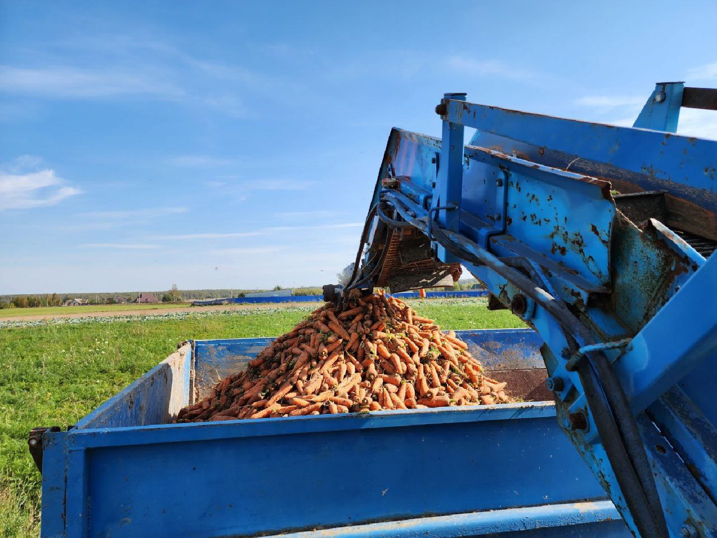 Можайск, Можайский городской округ, Подмосковье, сельское хозяйство, сбор урожая, урожай, фермеры, аграрии, морковь, картофель,