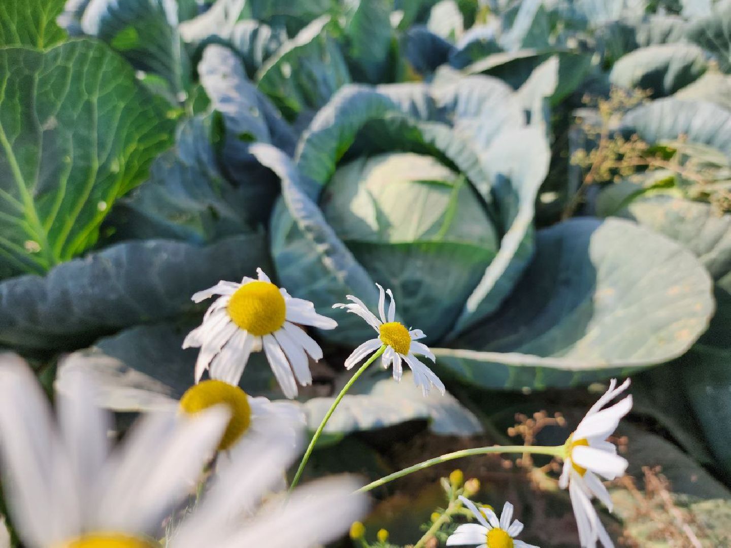 Можайск, Можайский городской округ, Подмосковье, сельское хозяйство, сбор урожая, урожай, фермеры, аграрии, морковь, картофель,