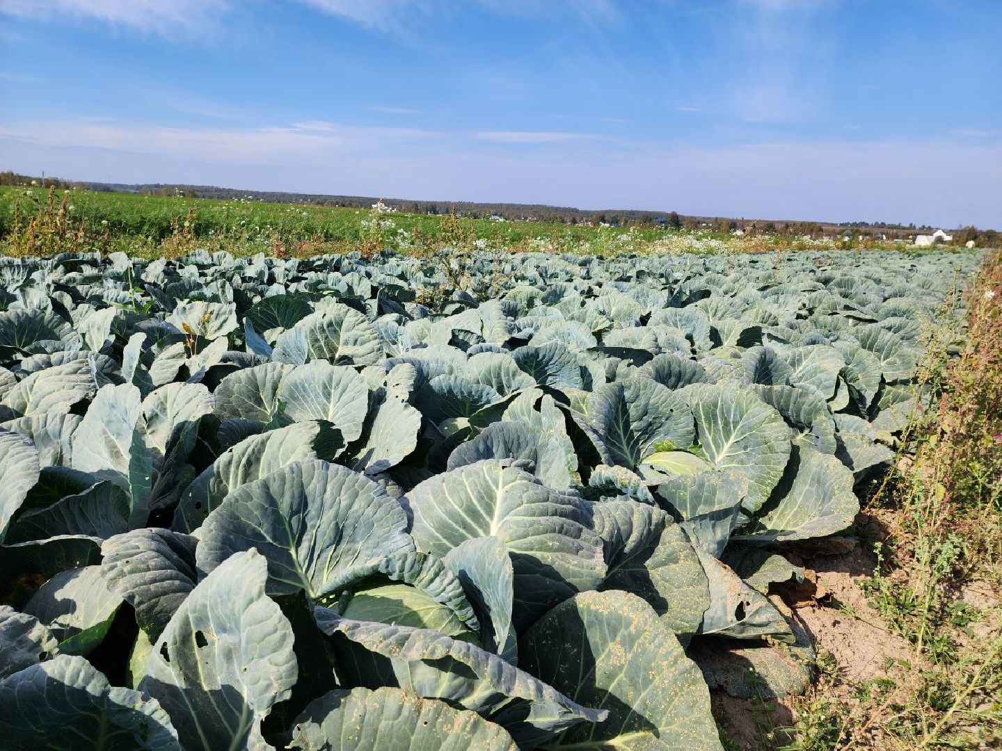 Можайск, Можайский городской округ, Подмосковье, сельское хозяйство, сбор урожая, урожай, фермеры, аграрии, морковь, картофель,