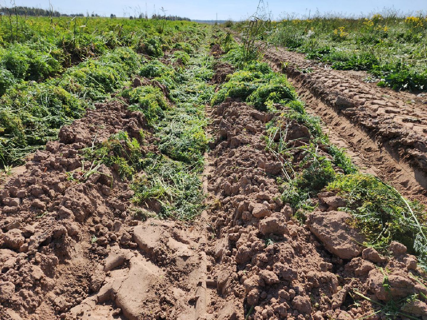 Можайск, Можайский городской округ, Подмосковье, сельское хозяйство, сбор урожая, урожай, фермеры, аграрии, морковь, картофель,