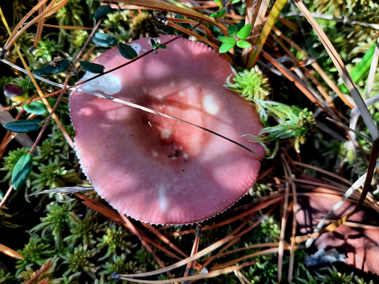 гриб, шатура, болото, сбор грибов, урожай,