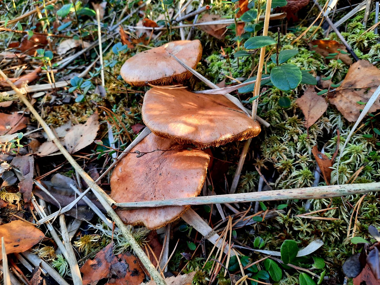 гриб, шатура, болото, сбор грибов, урожай,