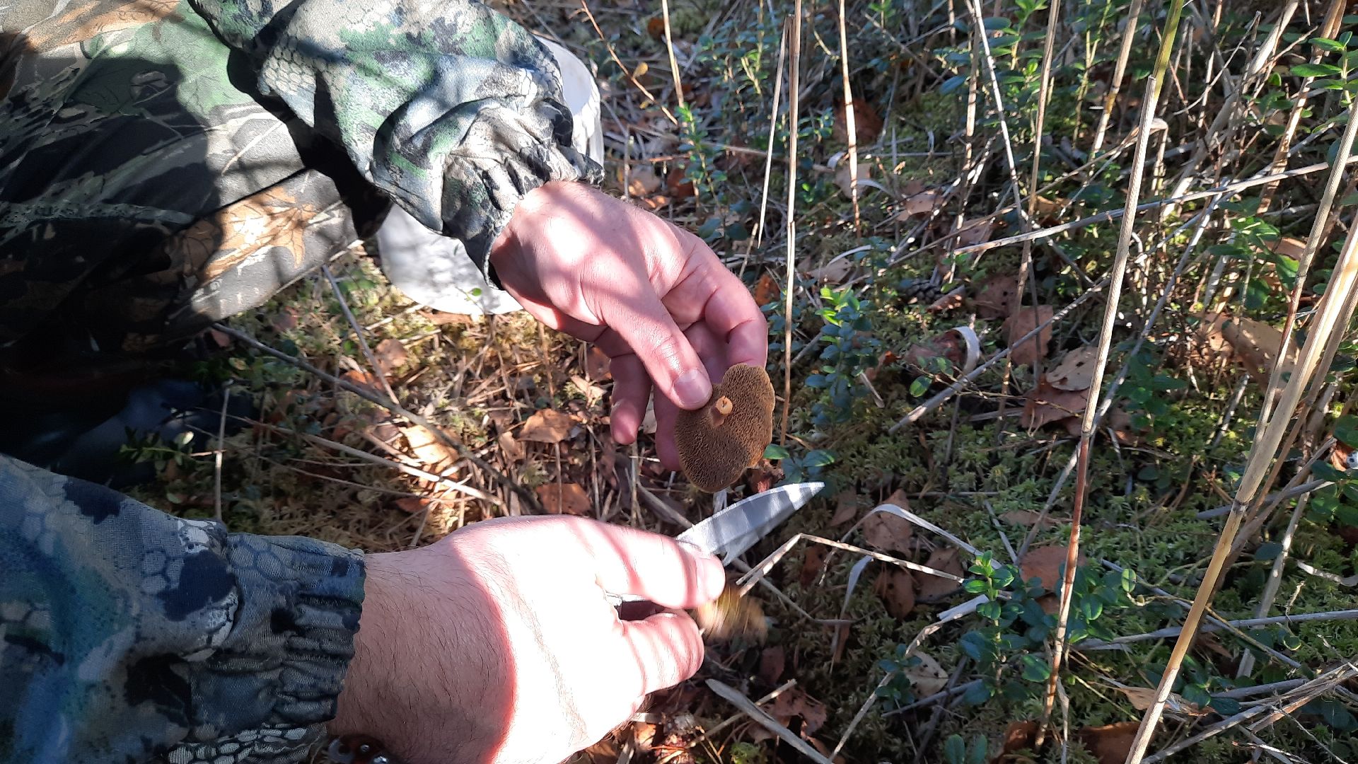 гриб, шатура, болото, сбор грибов, урожай,