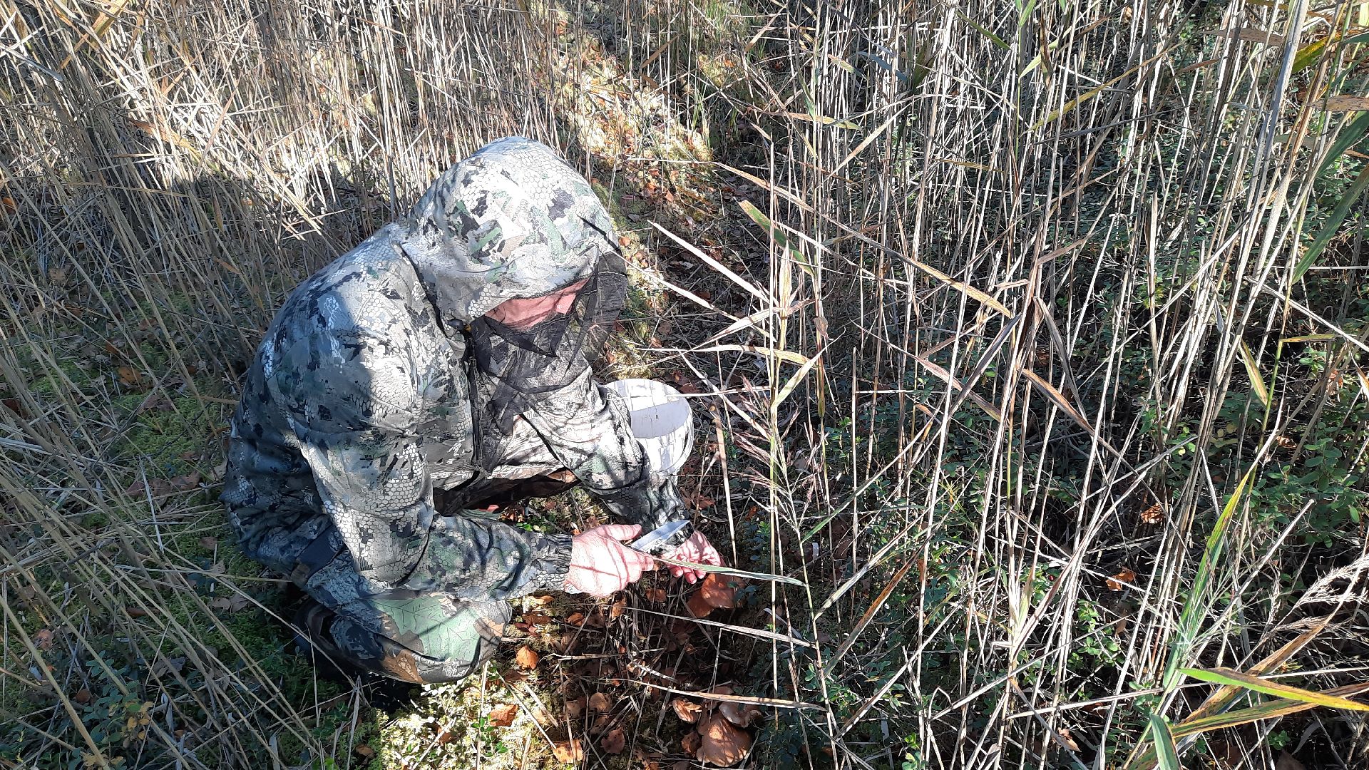 гриб, шатура, болото, сбор грибов, урожай,