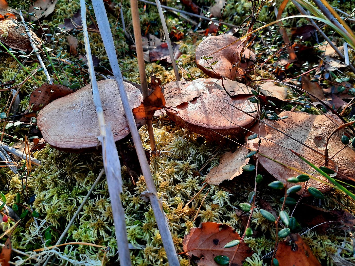 гриб, шатура, болото, сбор грибов, урожай,