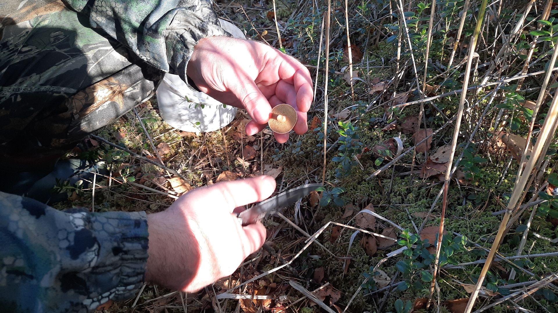 гриб, шатура, болото, сбор грибов, урожай,