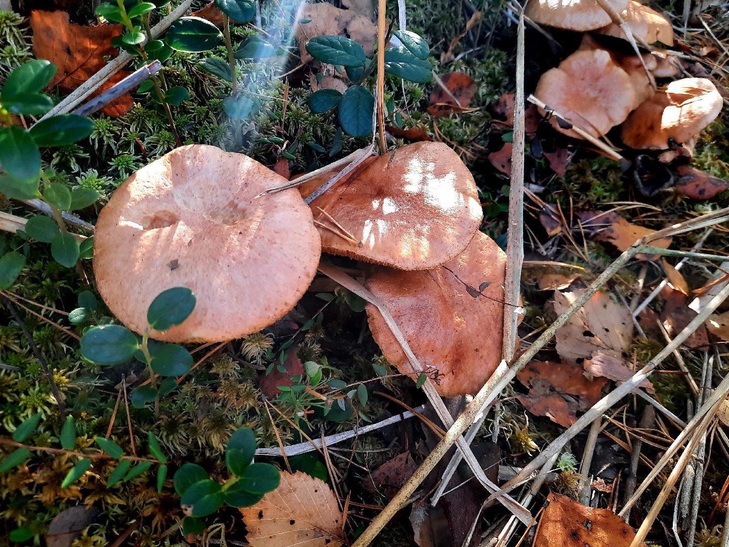 гриб, шатура, болото, сбор грибов, урожай,