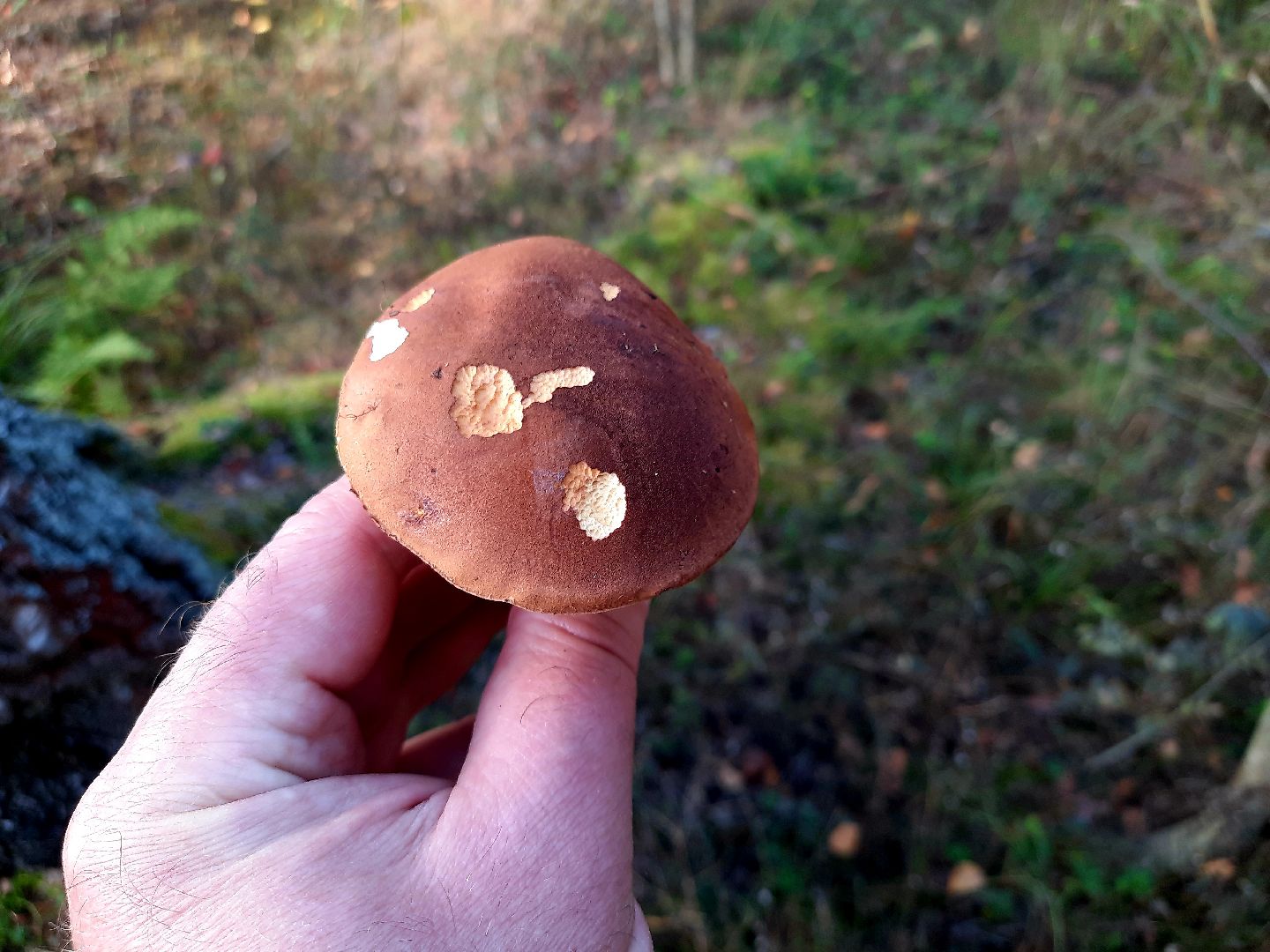 гриб, шатура, болото, сбор грибов, урожай,